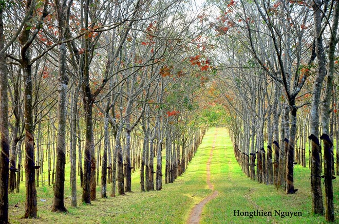 Rừng cao su trong mùa thay lá ở Gia Lai