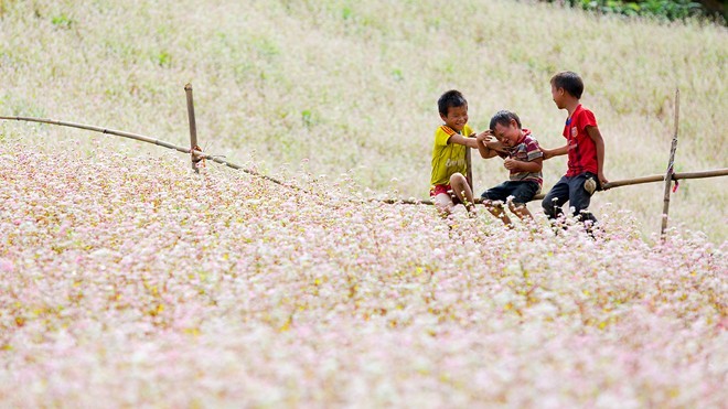 Những sắc hoa lãng mạn mùa thu